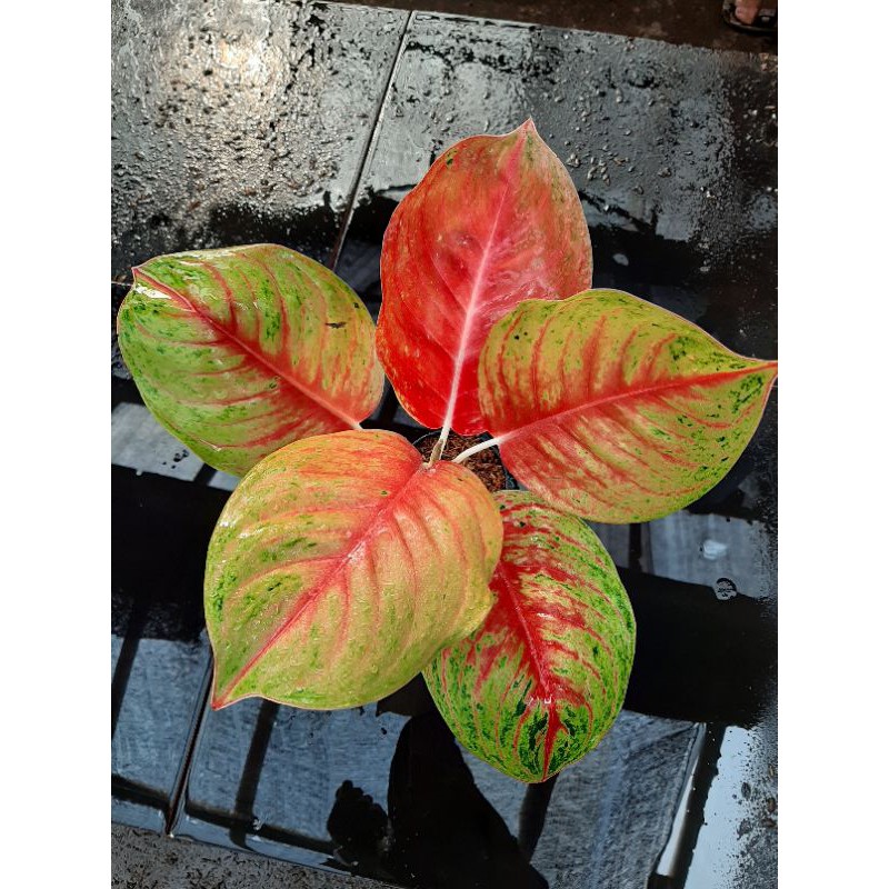 Andini/Aglonema/Aglaonema/Bunga/Tanaman hias/Tanaman murah/Aglo thailand