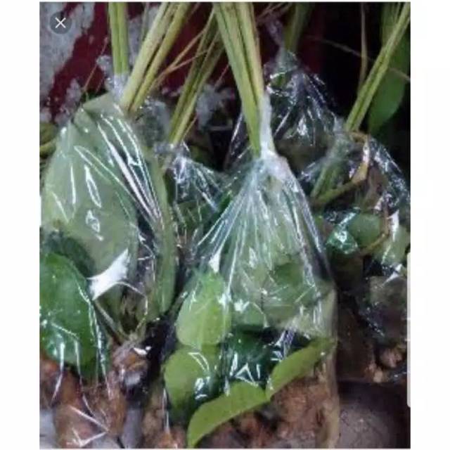 

Bumbu Dapur
