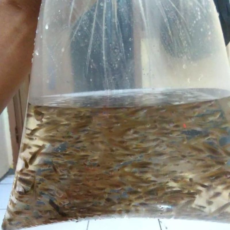 ikan cere pakan aligator/200 ekor pakan ikan