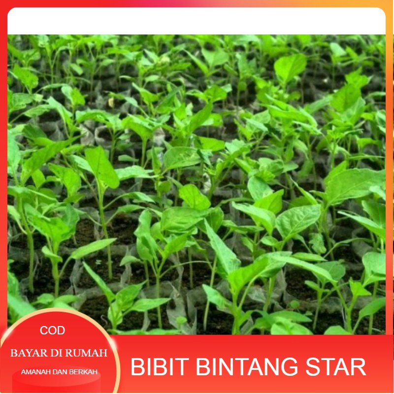 Bibit F1 Ori212 cabe rawit lombok kecil tinggi 20 cm full akar siap tanam