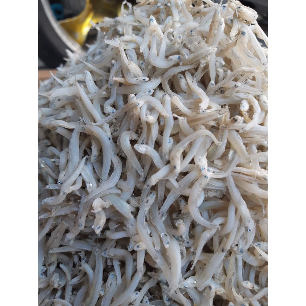 

TERI TOGE ASLI MEDAN