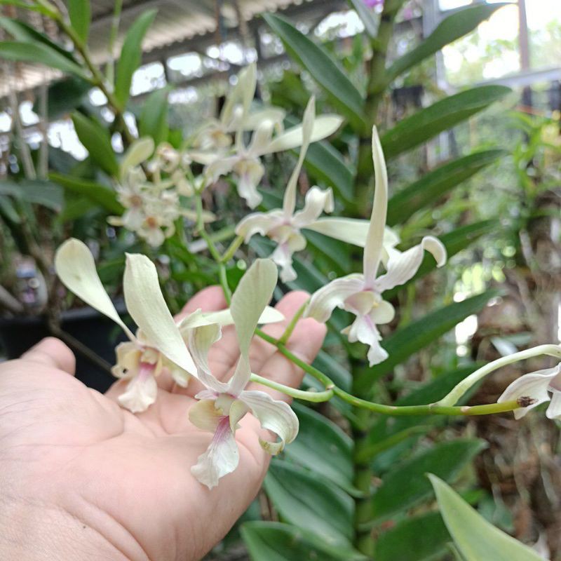 Dendrobium CapungKalimantanMurah
