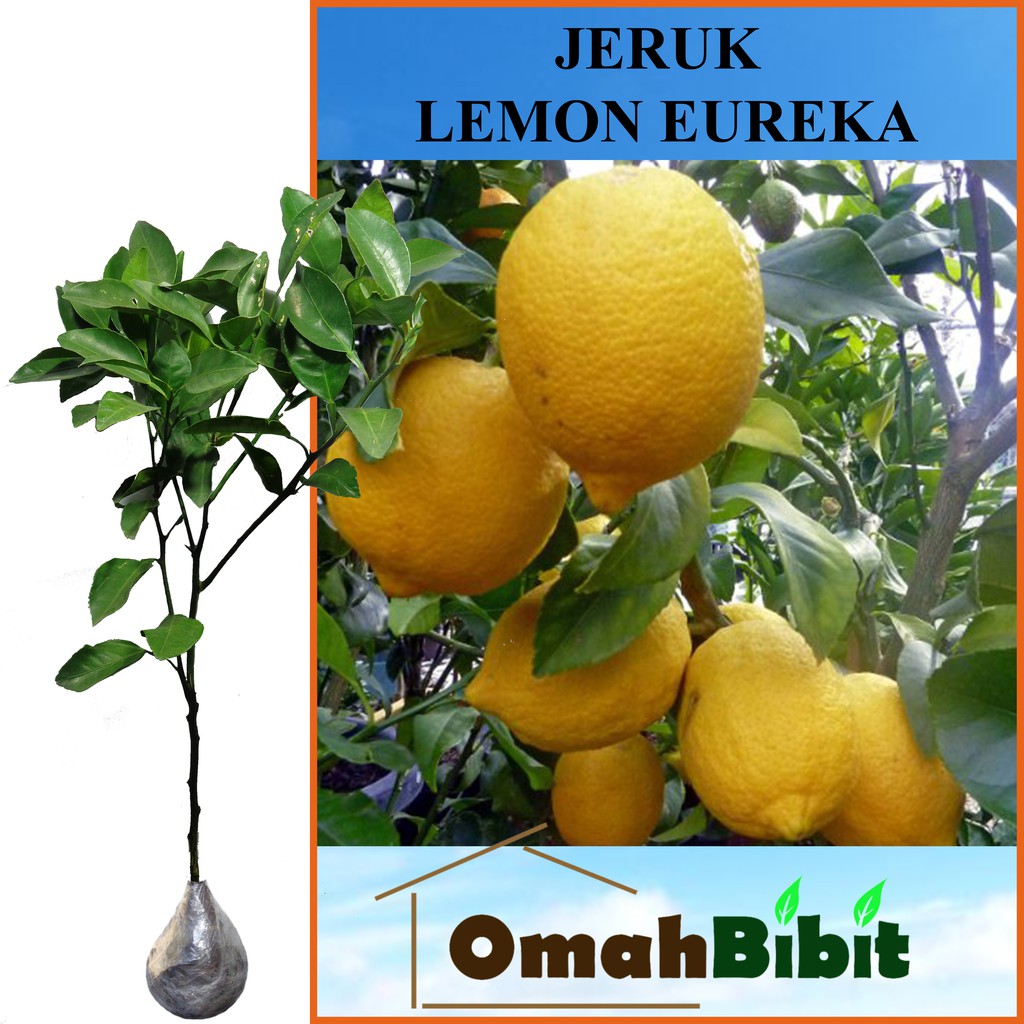

Tanaman Jeruk Lemon Eureka (Tinggi 60-80 cm)