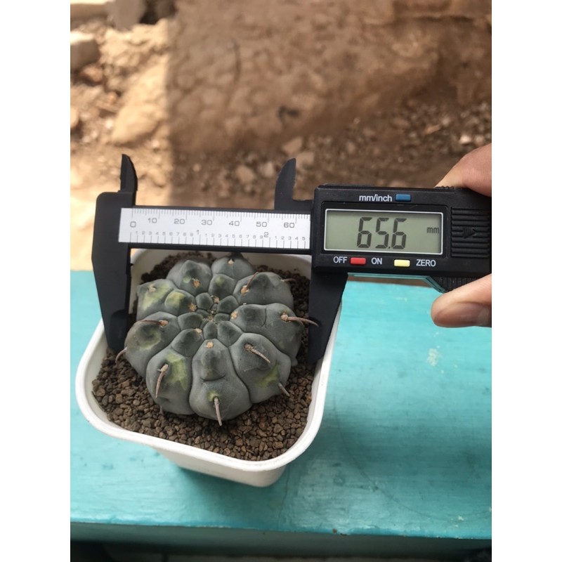Kaktus Gymnocalycium Vatteri big