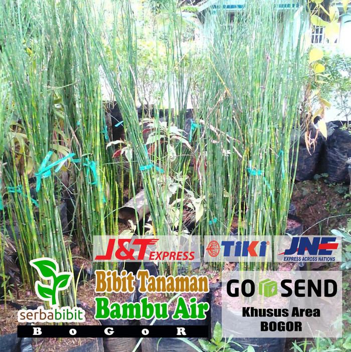 Tanaman Hias Bambu Hias - Pohon Bambu Air - Hias Pagar Batang Unik