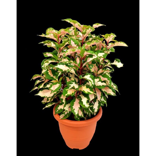 Tanaman Hias Graptophyllum Pictum / Pictum Kuning / Yellow Pictum / songgo langit