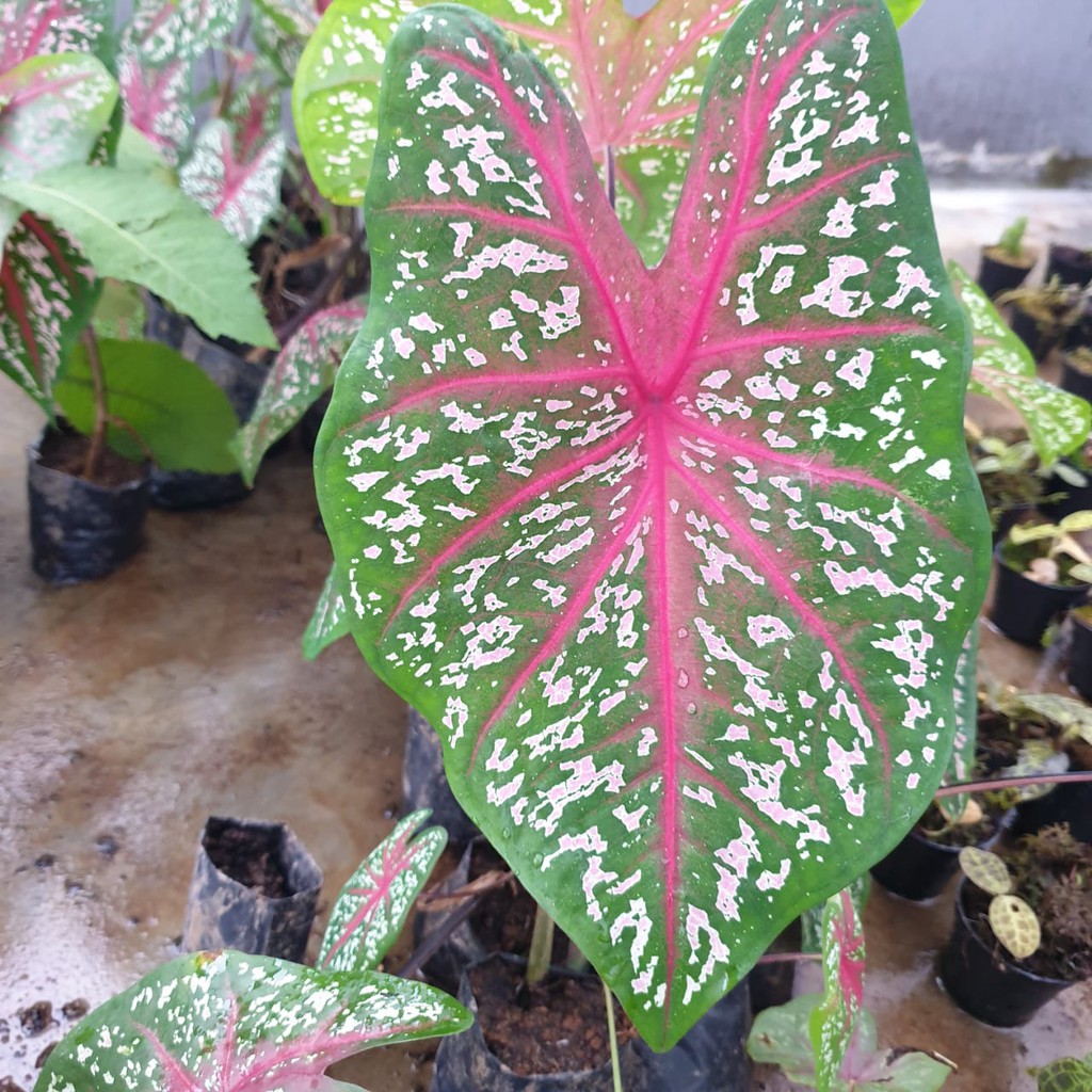 Keladi merah caladium red star  tanaman hias populer 