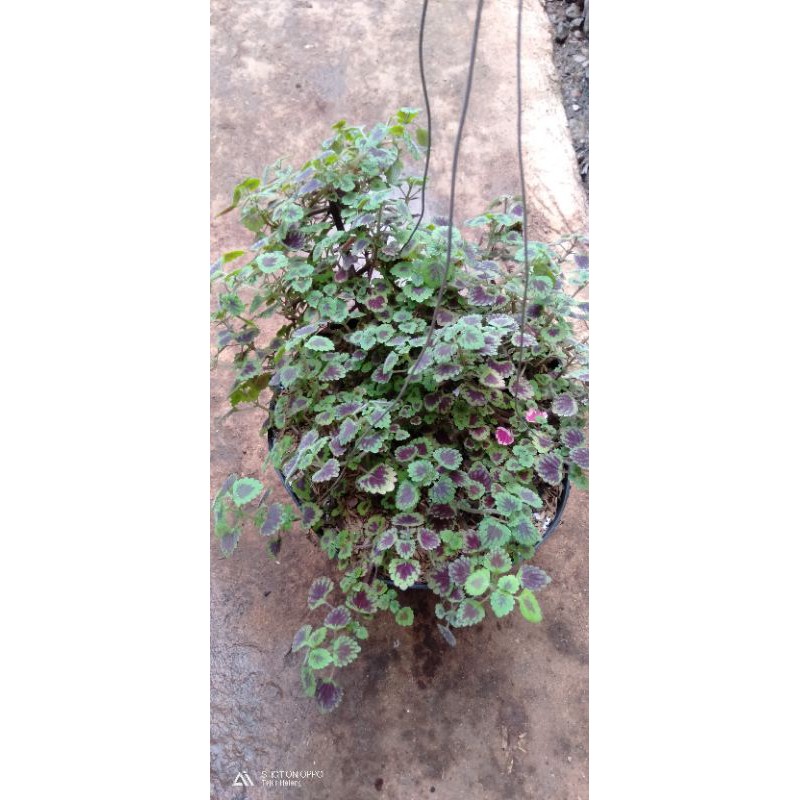 tanaman hias pot gantung miyana mint/air..