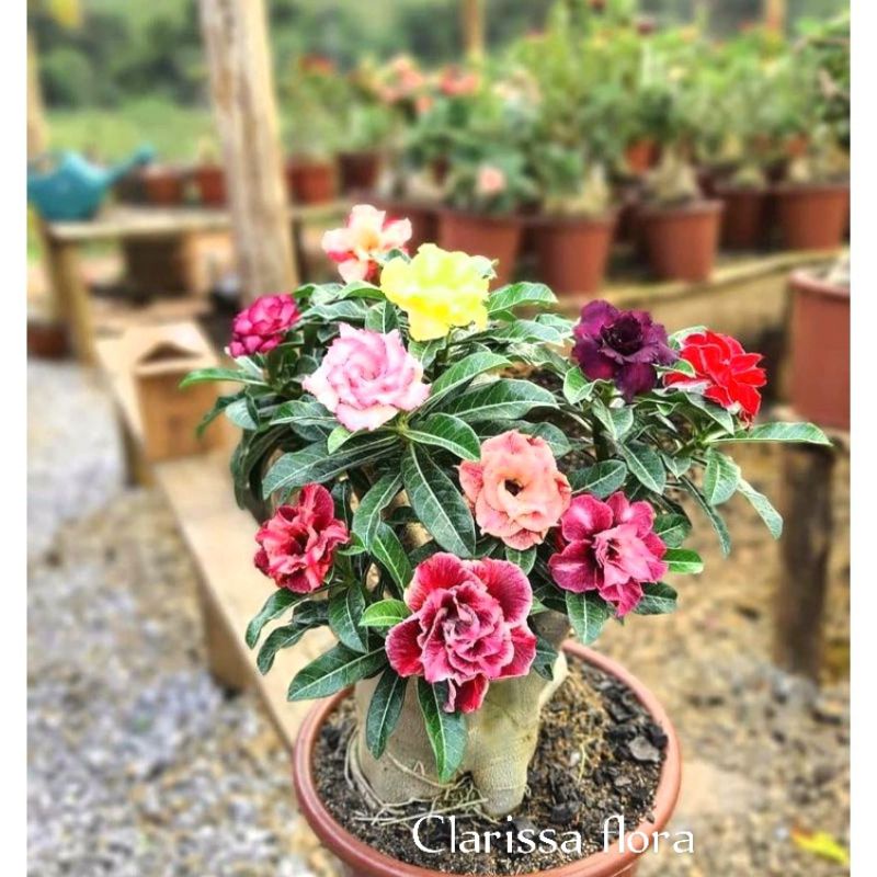 Adenium tumpuk cabang seribu bunga warna warni / tanaman hias pohon adenium tumpuk bercabang
