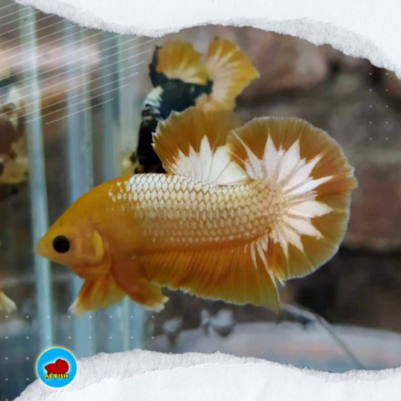 ikan cupang fccp yellow / yellow fancy / fancy Cooper yellow