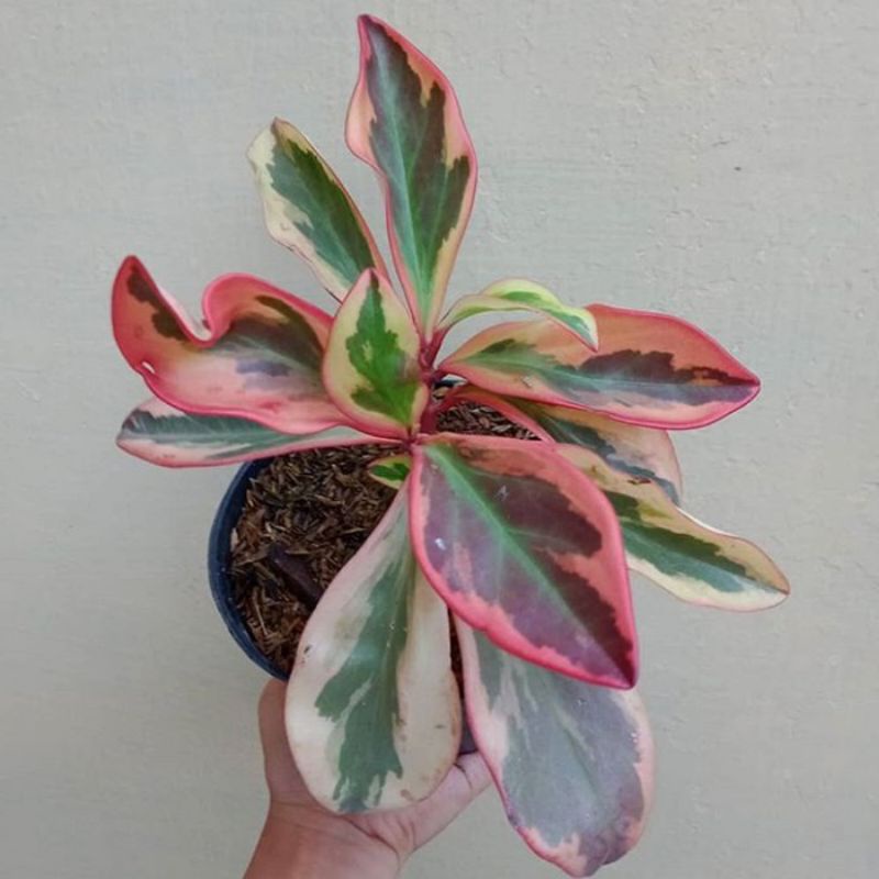 Tanaman hias indoor peperomia merah pot - peperomia