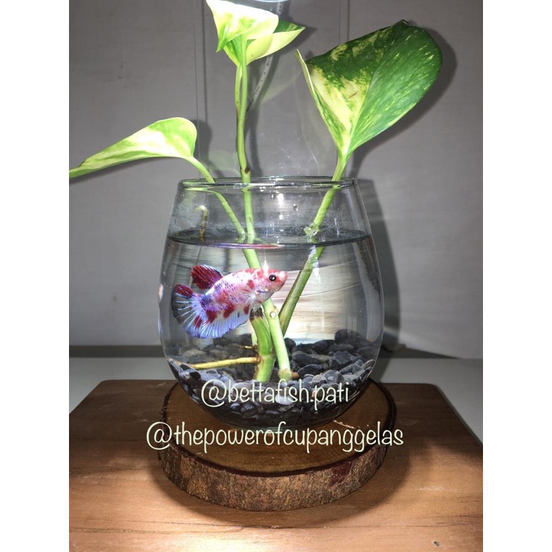 Gelas Cupang / Akuarium mini / Tank Cupang