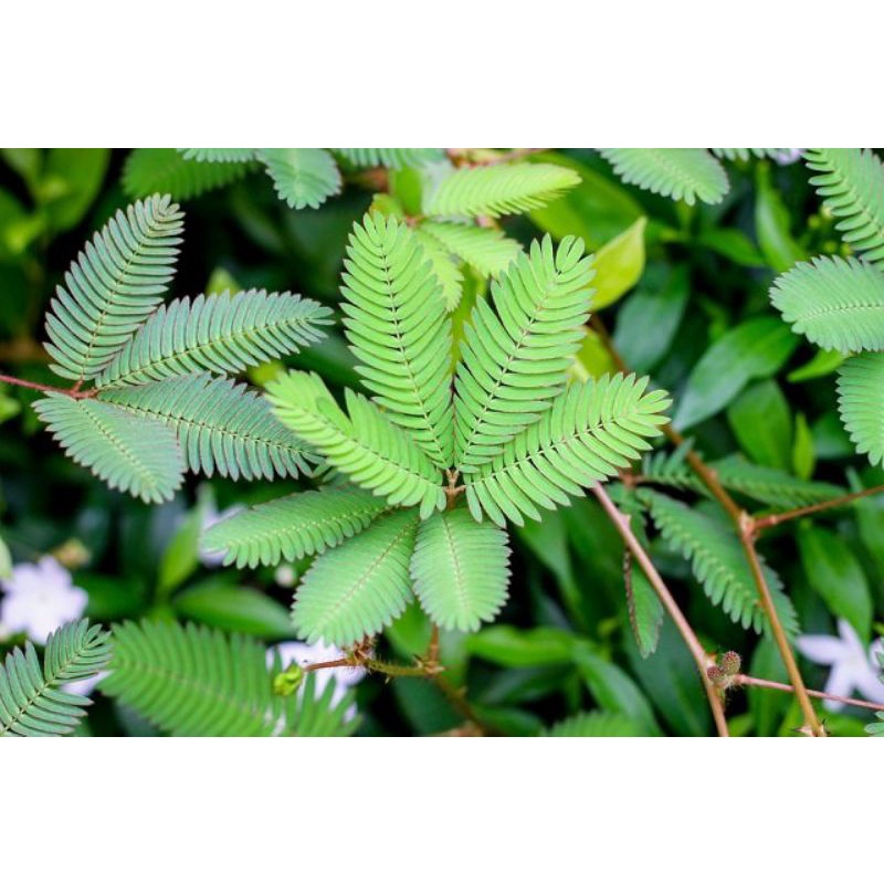 daun putri malu obat herbal