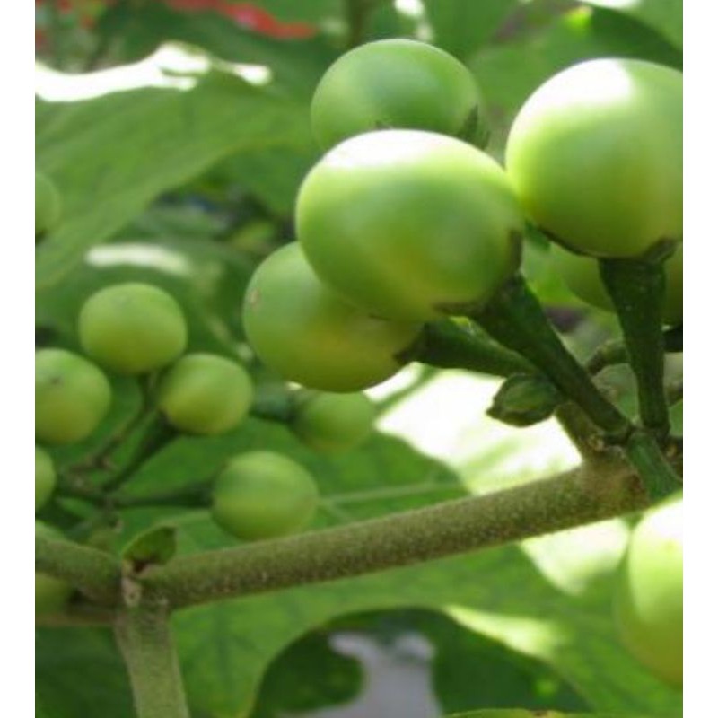 

Buah Takokak Segar