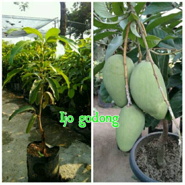 Bibit mangga arumanis