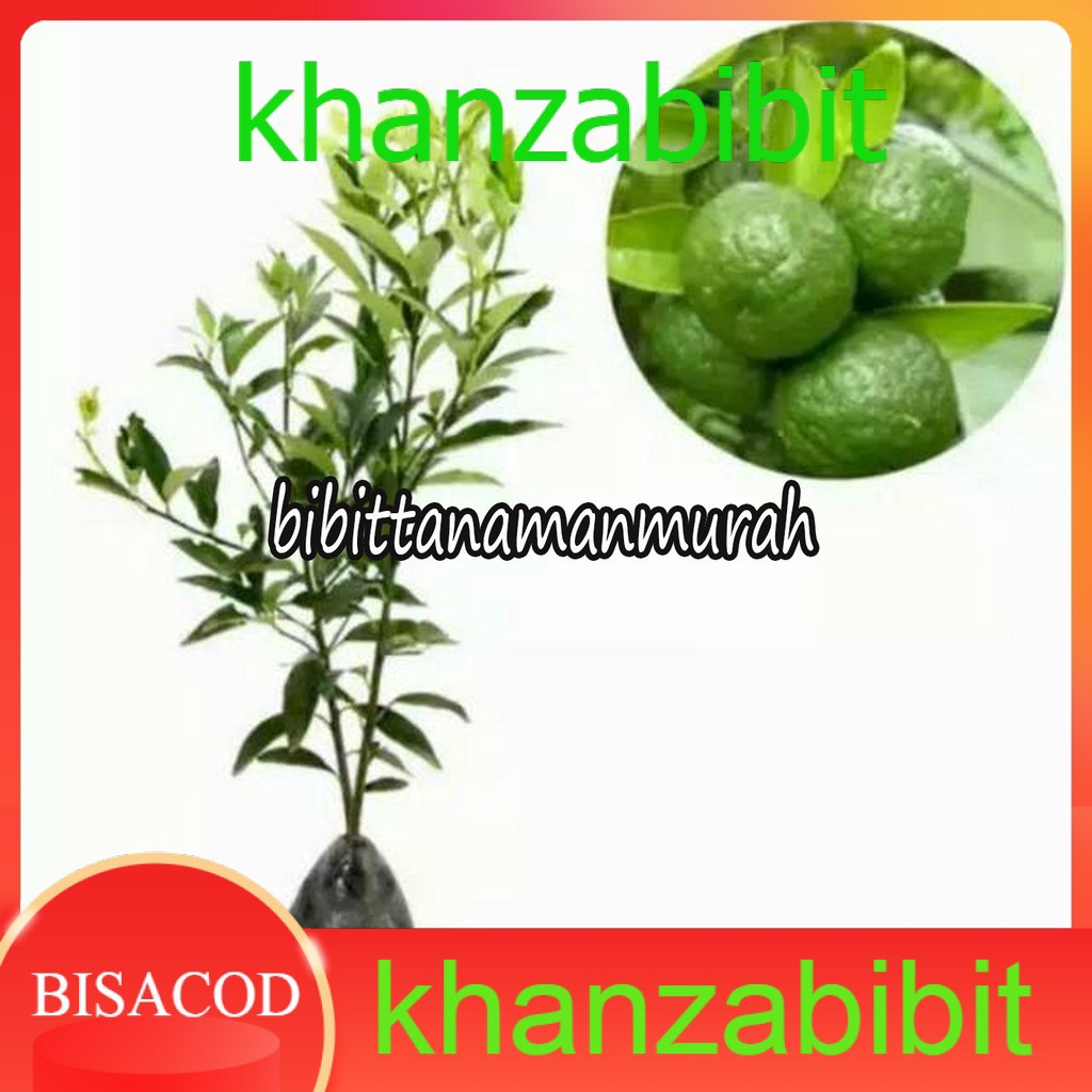 Bibit jeruk limau berbuah