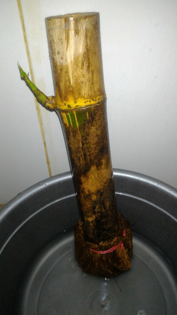 Bibit Bambu Kuning Asli Siap Tanam