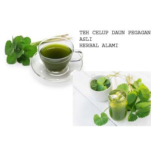 

Teh Celup Daun Pegagan Untuk Kesehatan Otak