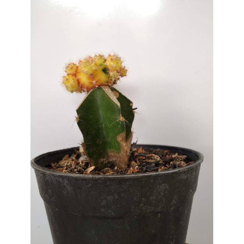 Gymnocalycium Yellow