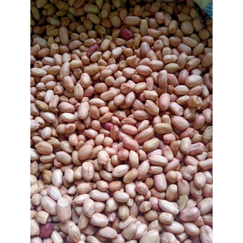 

Kacang Mentah