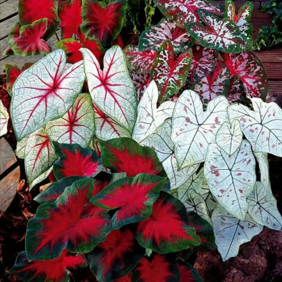 Freeder Kunci Pintu Lemari Laci Loker 808