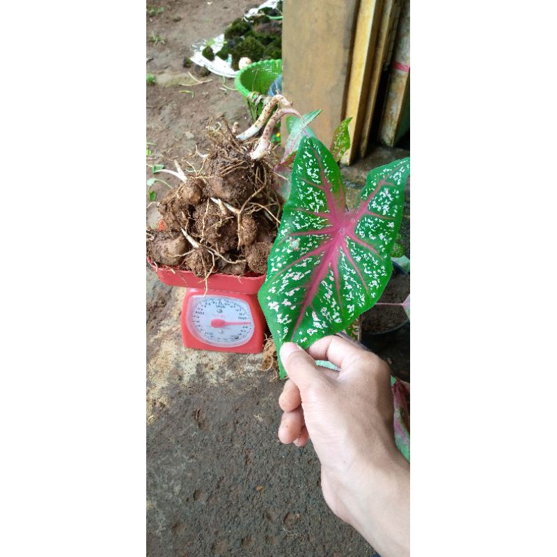 keladi tri colour umbi 1kg