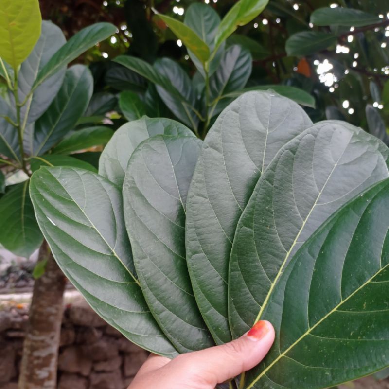 

Daun nangka herbal segar langsung petik