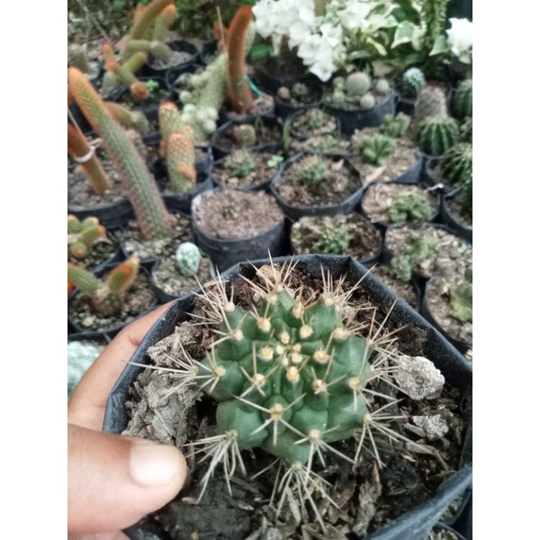 kaktus impor anakan/kaktus murah