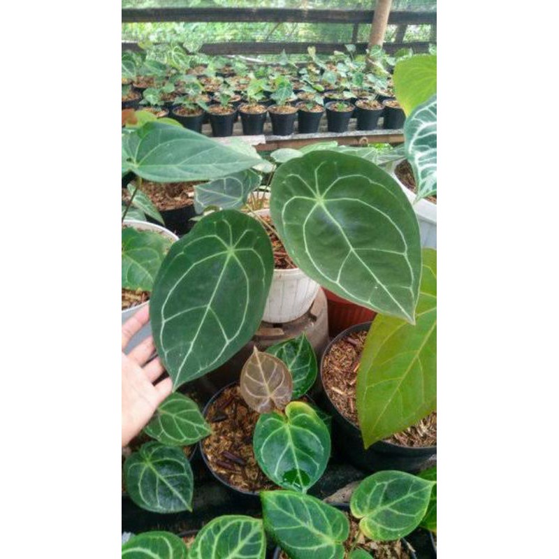 (COD) bongol kuping gajah buta