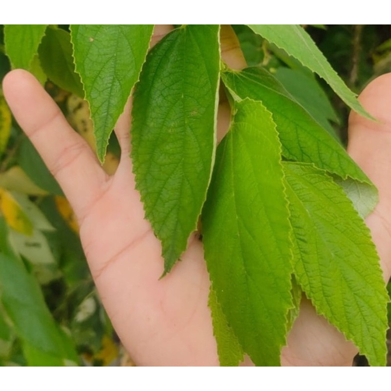 

Daun Seri/kersen/talok segar 200 gr