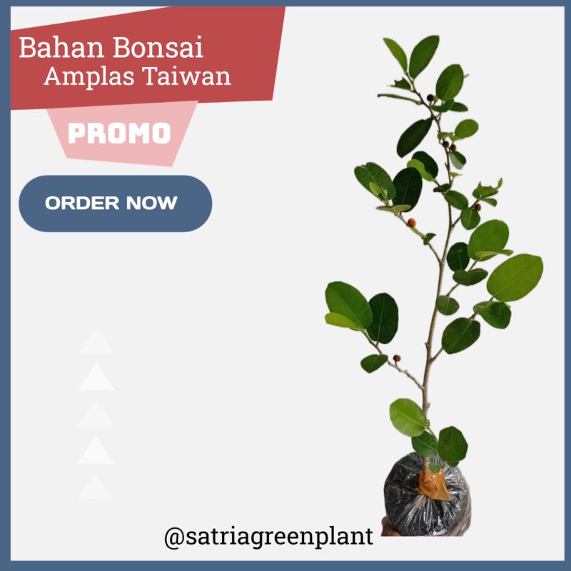 Bahan Bonsai Amplas Taiwan / Amplas Mikro