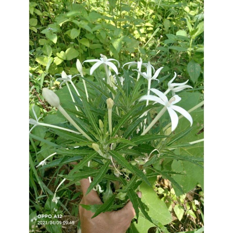 

daun kitolod segar 500 gram