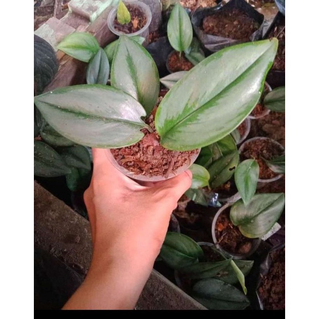 

scindapsus moonlight daun 7_10