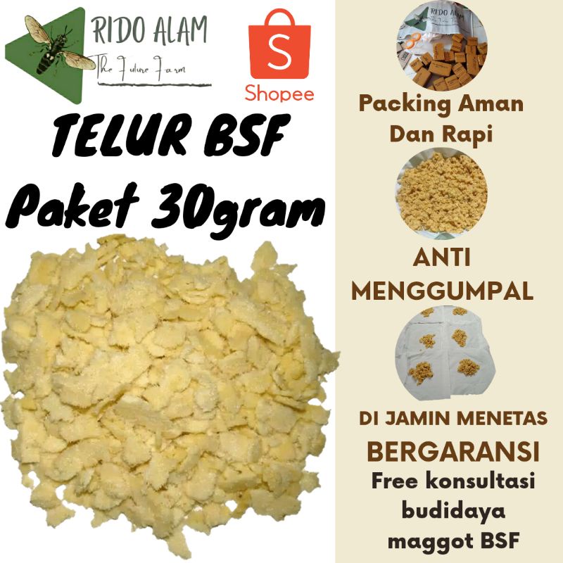 Telur lalat bsf per 30gram Telur maggot bsf berkwalitas termurah