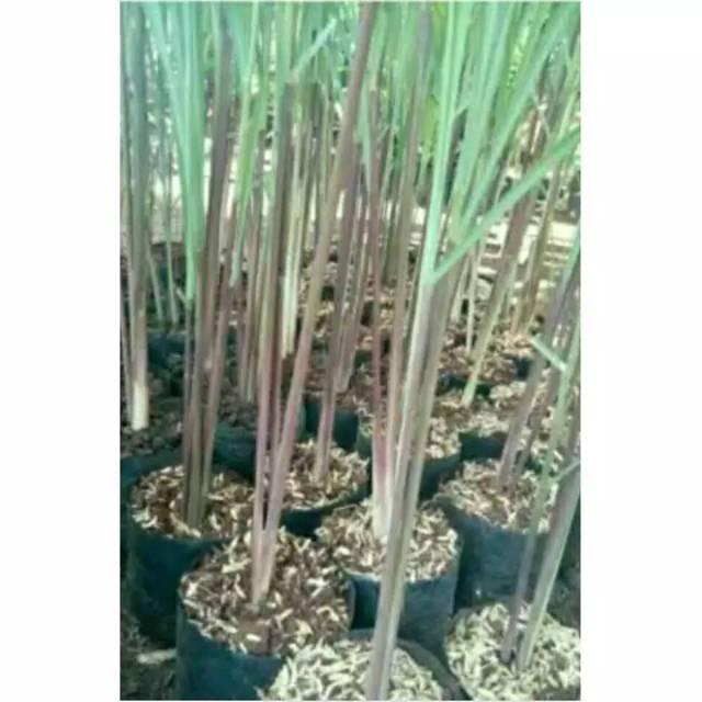 Bibit serai serai wangi serai merah