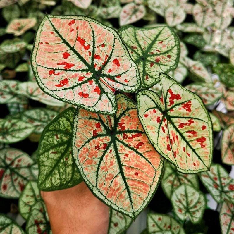 CALADIUM WONDERLAND KELADI WONDERLAND TANAMAN HIDUP