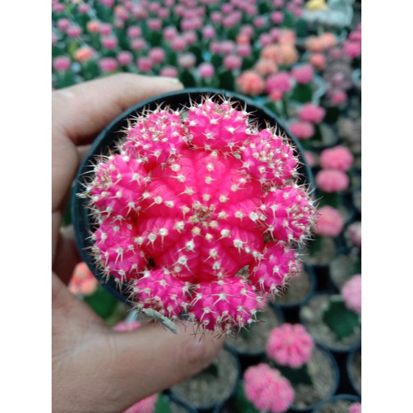 kaktus grafting import  pink  gendong anak