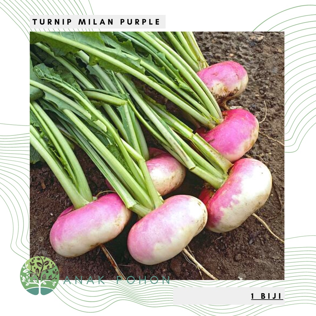 Benih Bibit Biji - Turnip Purple Top Milan Lobak Bulat Ungu Putih Seeds - IMPORT