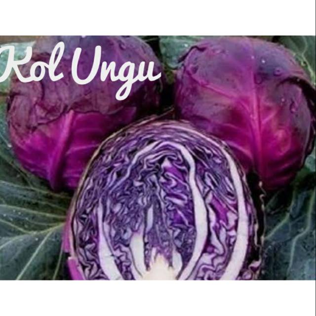 

Kol Ungu segar 500 gr