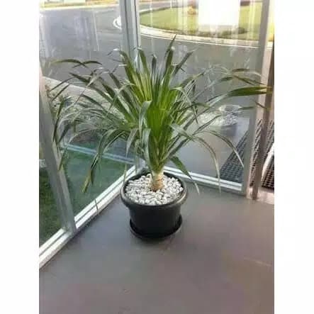 PROMO Tanaman hias pandan bali / Pandan bali + Pot Ukuran 30 cm