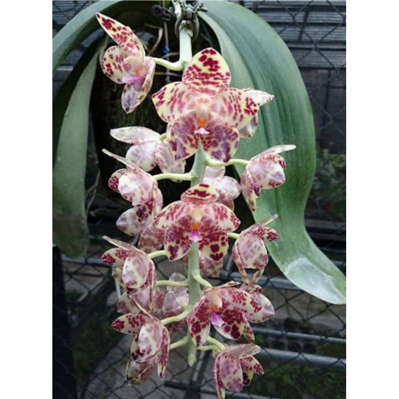 Seedling Anggrek Phalaenopsis Gigantea