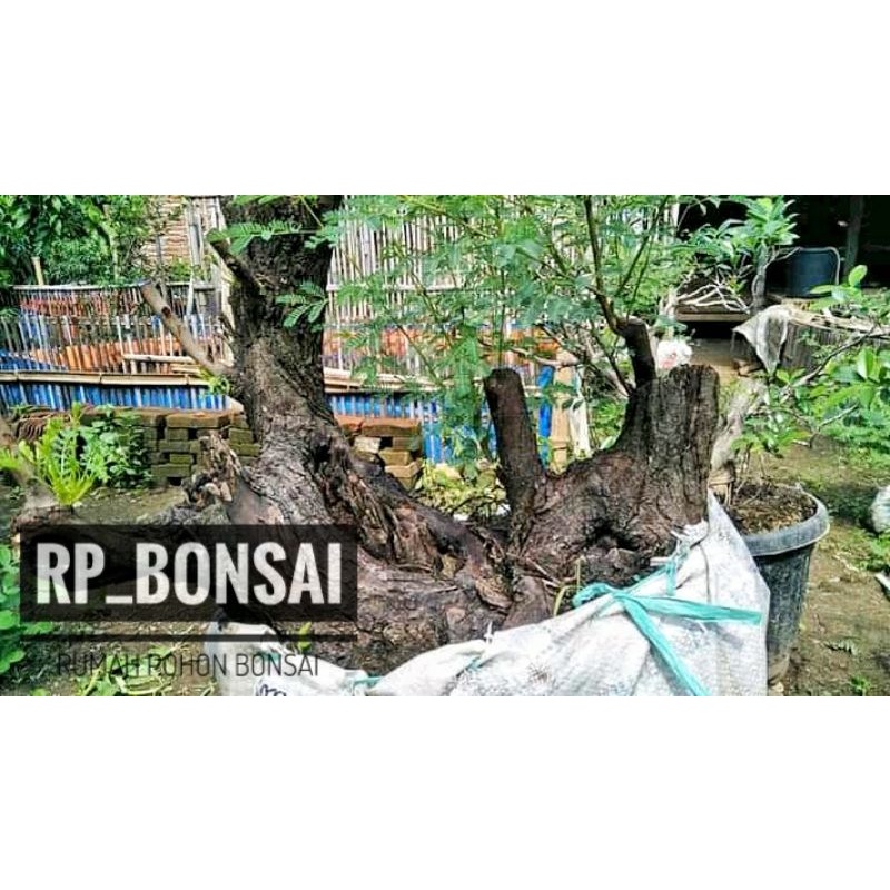 Bahan bonsai klampis ireng arabika medium