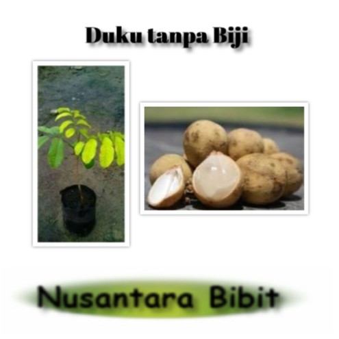 Bibit Buah Duku Tanpa Biji