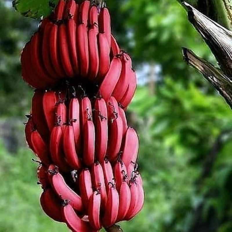 Bibit Pisang Merah / Pisang Kidang