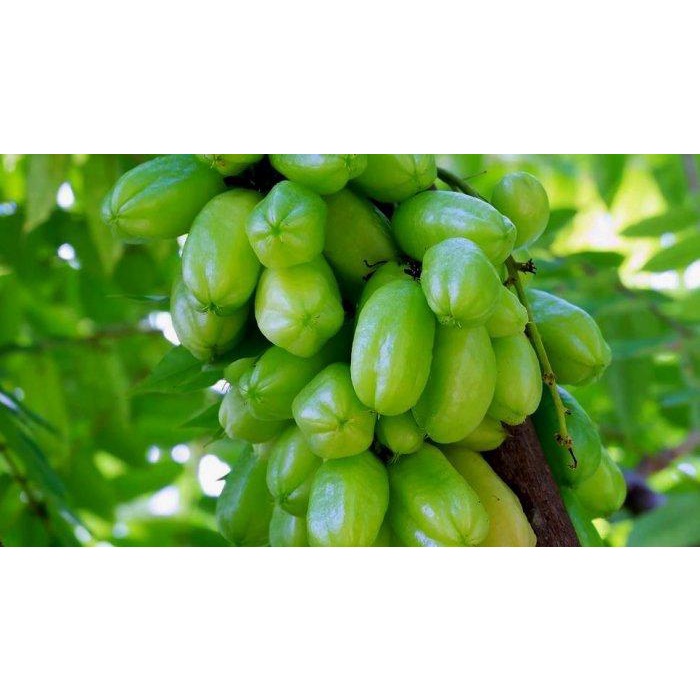 

BELIMBING WULUH / BLIMBING WULUH SEGAR 250GRAM / 250 GR