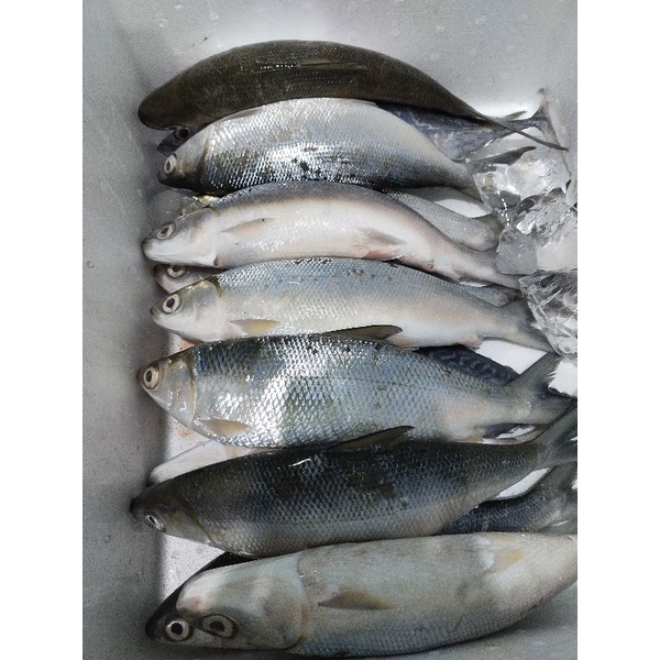 

BANDENG SEGAR AIR ASIN