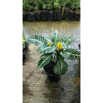 bibit bunga apelandra hijau (Aphelandra squarrosa)- tanaman apelandra