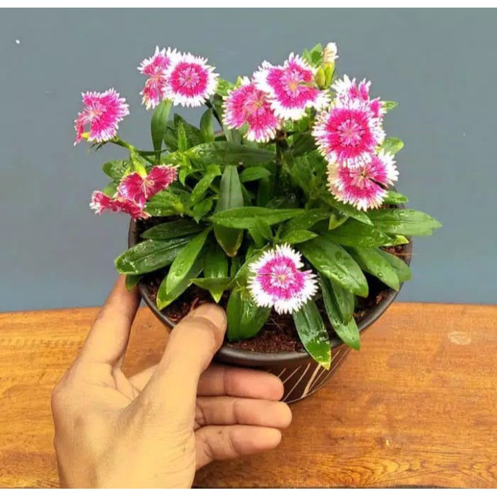 Tanaman Anyelir Bunga Merah Putih Dianthus Red Picot Shopee Indonesia