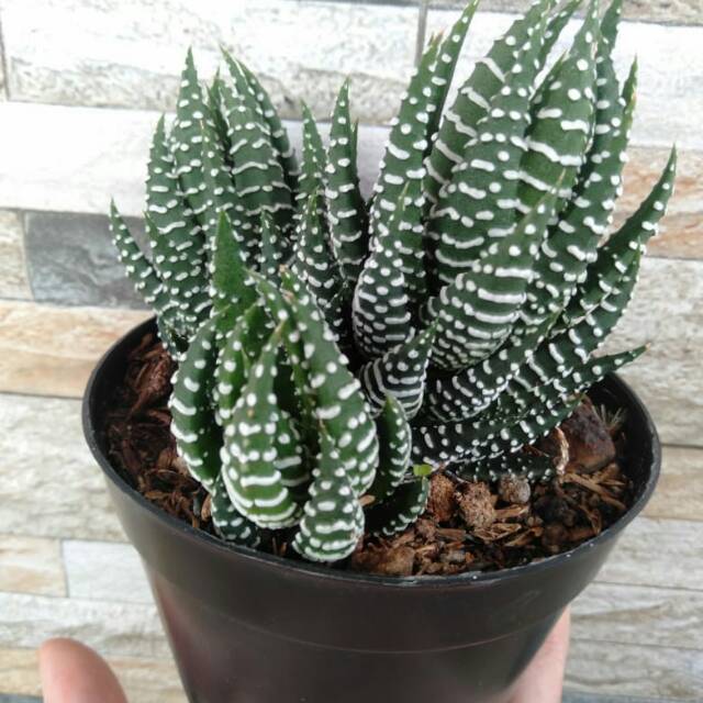 Sukulen Haworthia Reinwardtii Zebra Wart Cluster