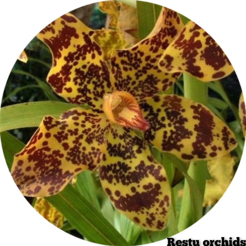 seedling grammatopylum speciosum/anggrek tebu